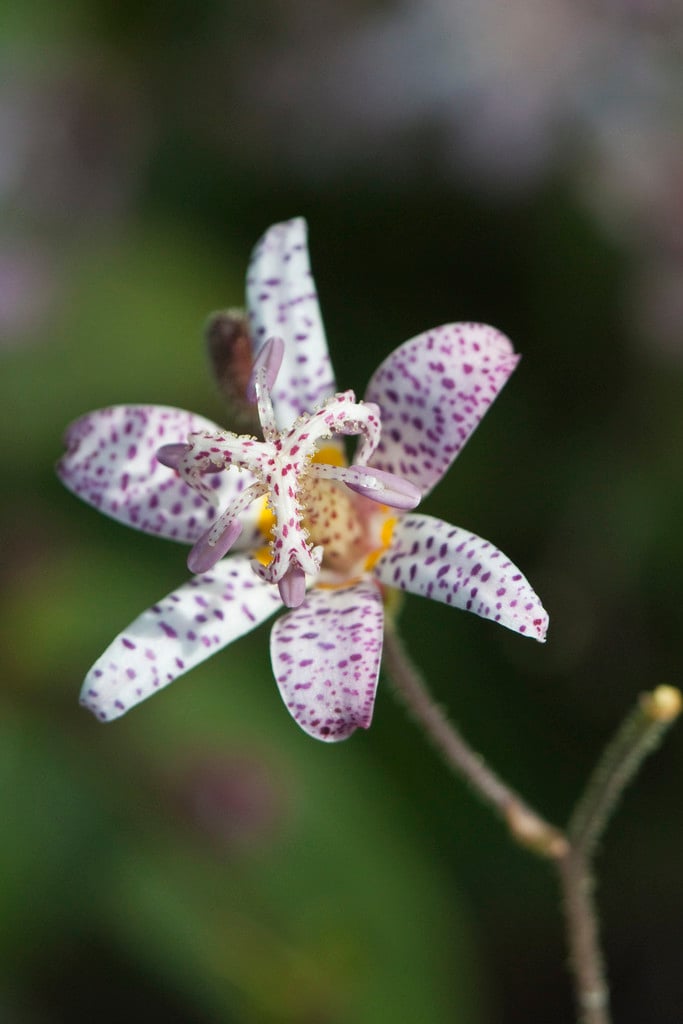 toad lily Stolonifera Group