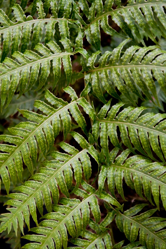 Woodwardia radicans | European chain fern Ferns/RHS Gardening