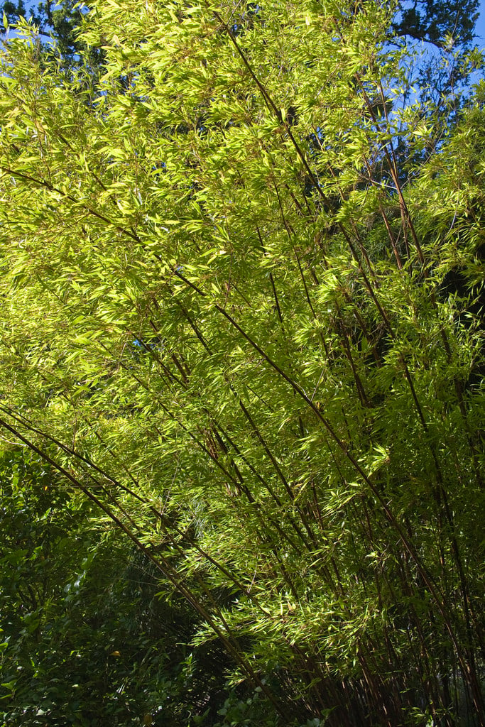 black bamboo 'Boryana'