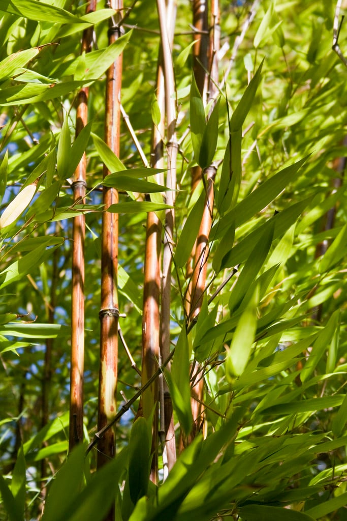 green-glaucous bamboo