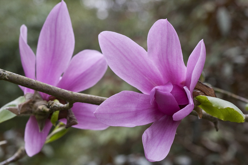 magnolia 'Caerhays Surprise'
