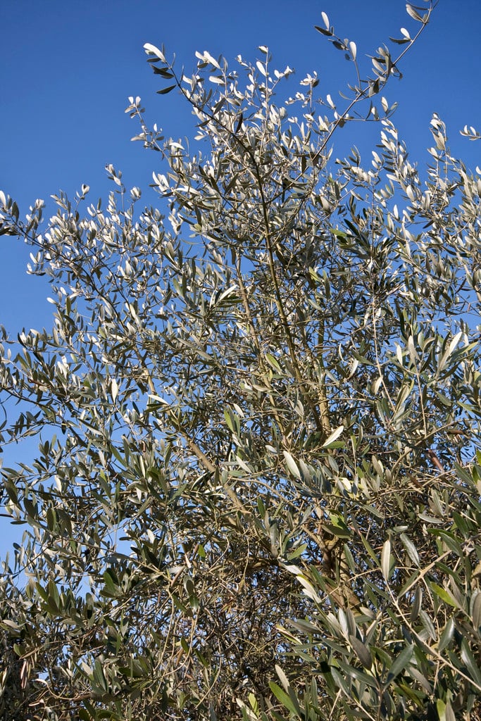 Olea Europaea F Common Oliverhs Gardening