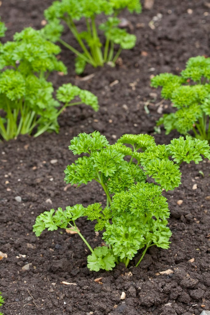 parsley 'Moss Curled'
