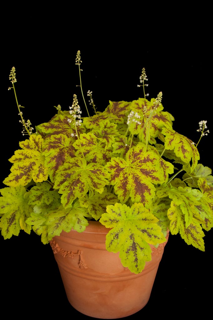heucherella 'Solar Power'