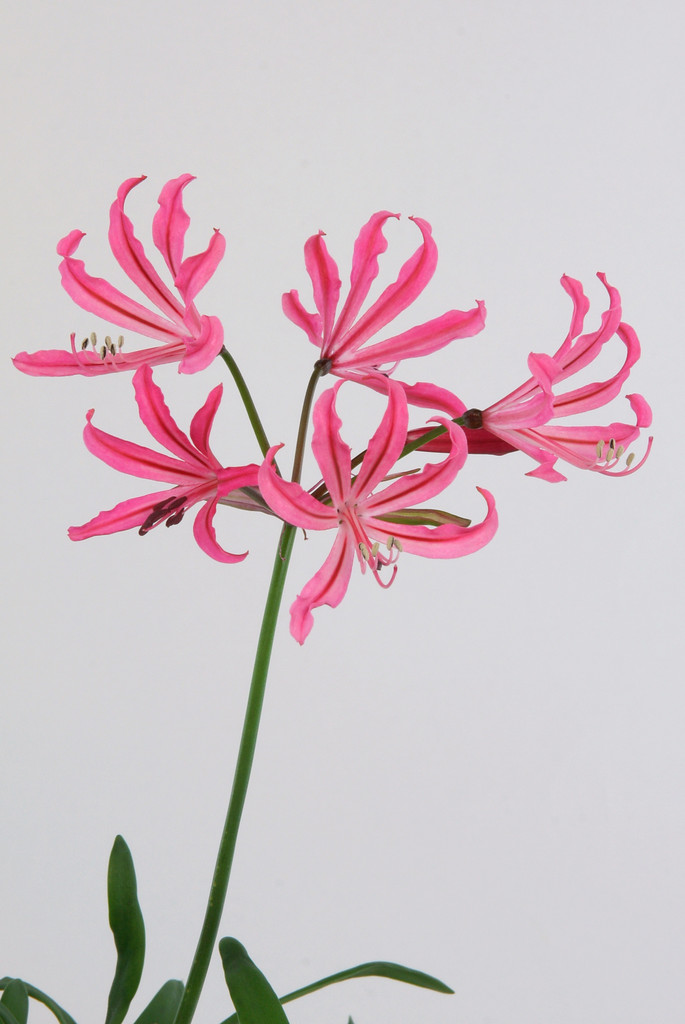 low-growing nerine