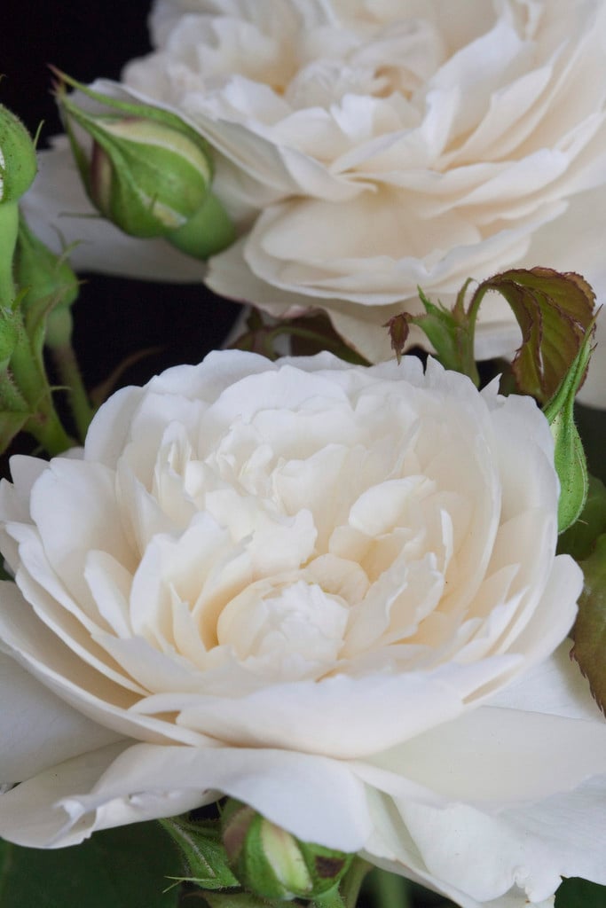rose [William and Catherine]