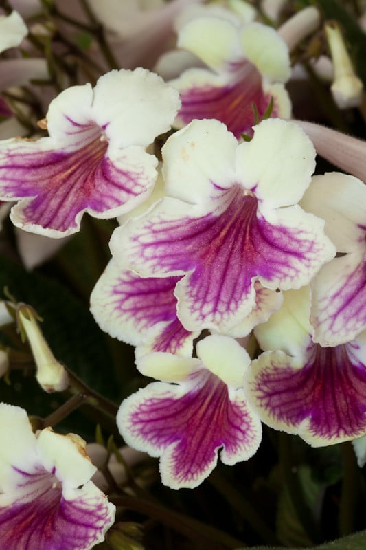 Cape primrose 'Sioned'
