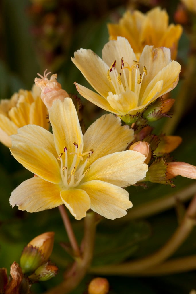 lewisia 'Little Mango'