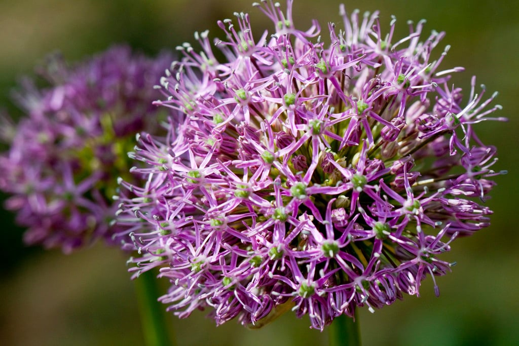 Dutch garlic B.Fedtsch.