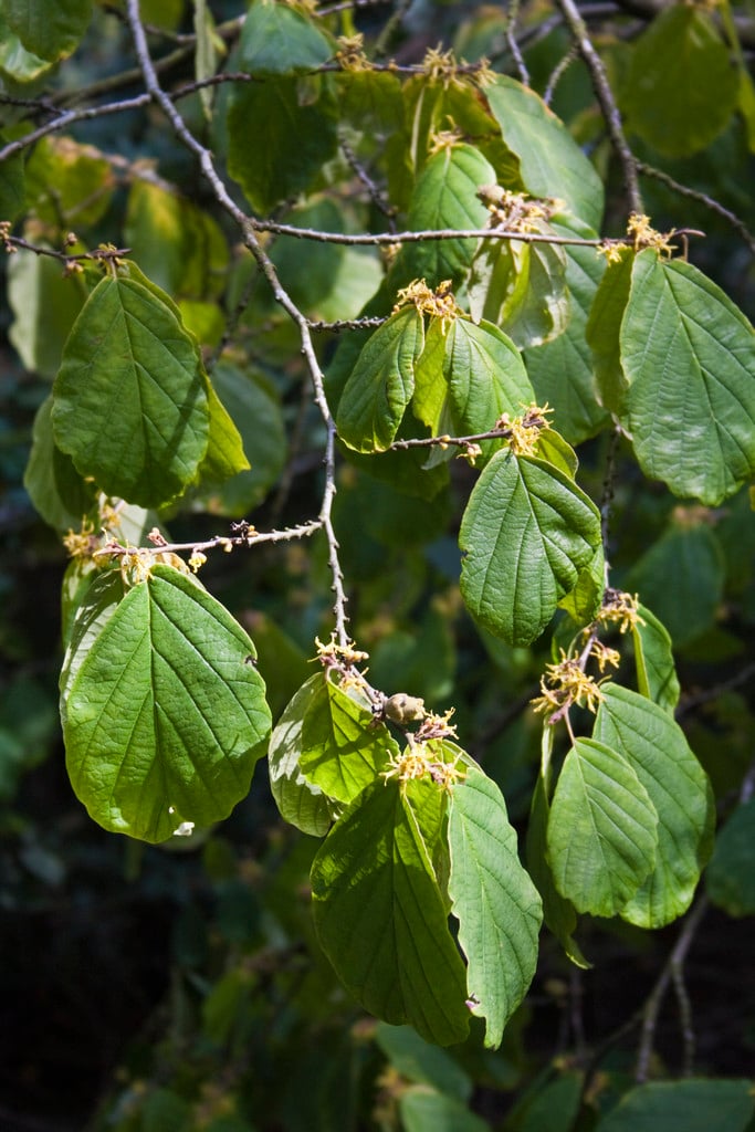 sweet birch
