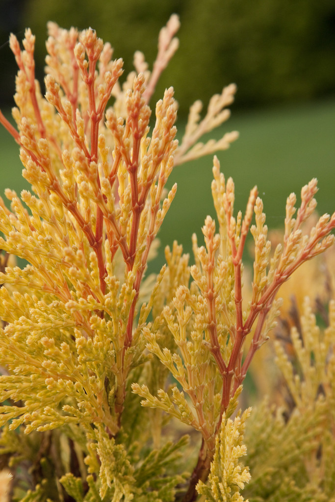 incense cedar 'Berrima Gold'