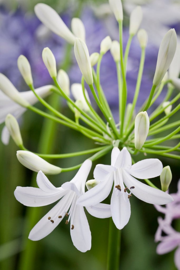African lily 'Silver Anniversary'