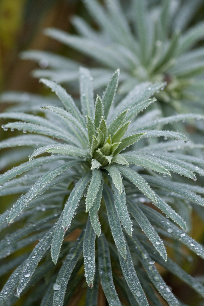 French gravel spurge