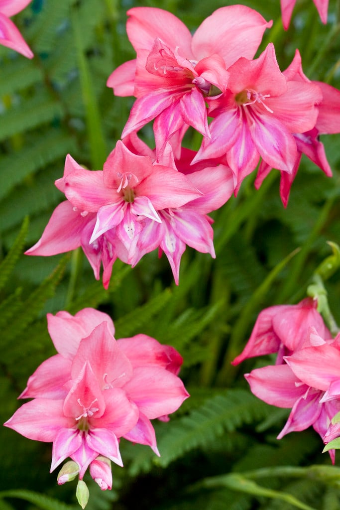 sword lily 'Robinetta'