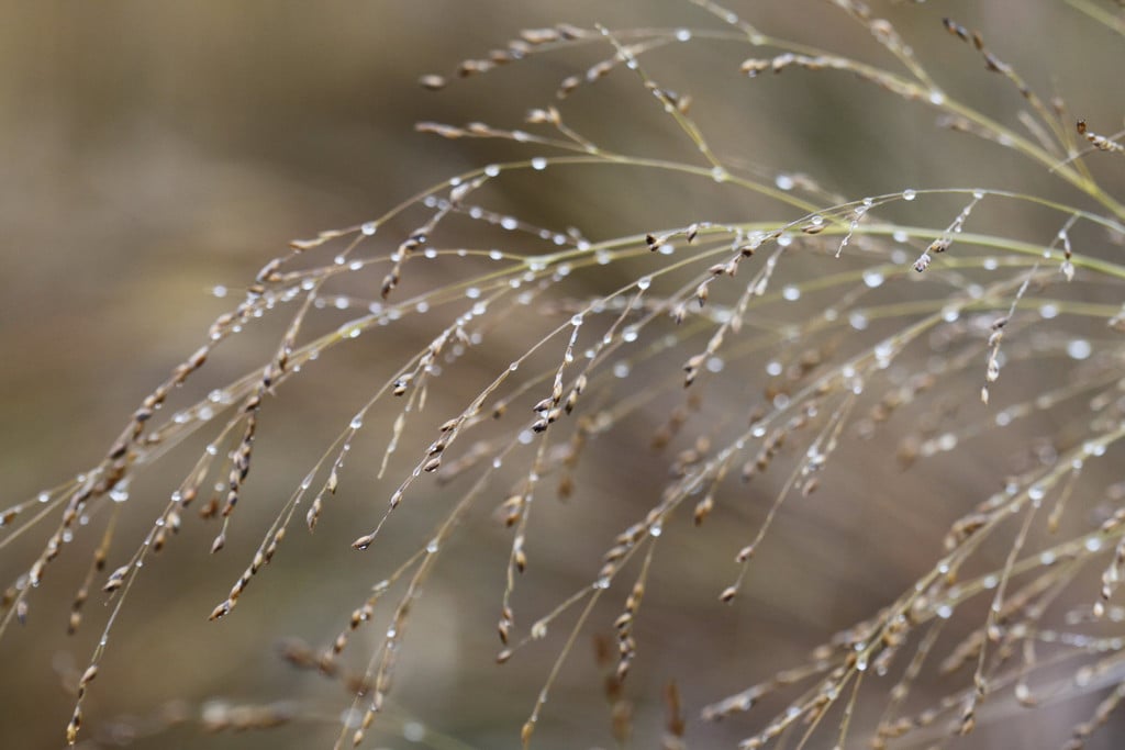 Panicum virgatum 'Northwind'