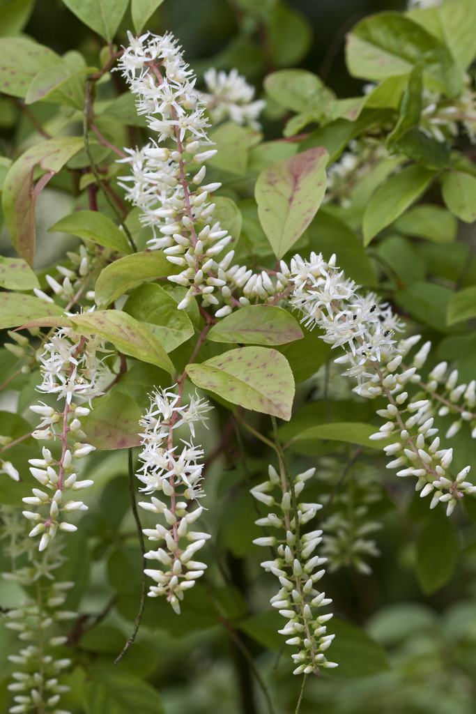Virginia sweet spire 'Henry's Garnet'