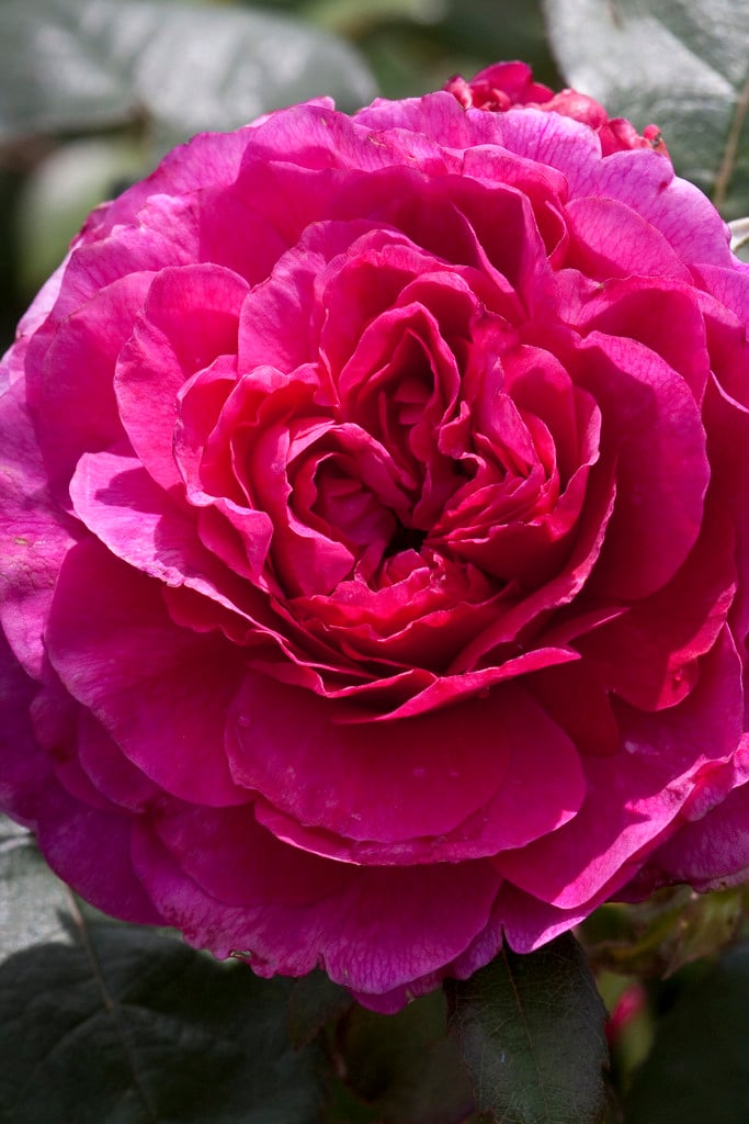 rose [Noble Antony]