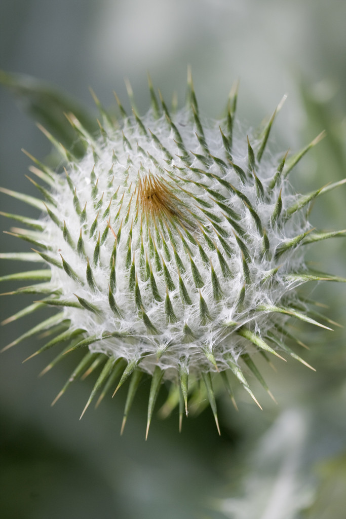 cotton thistle