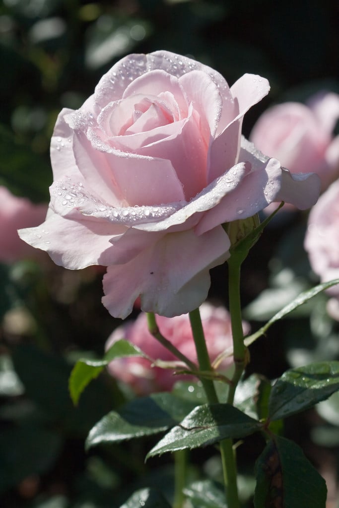 rose [Lace]