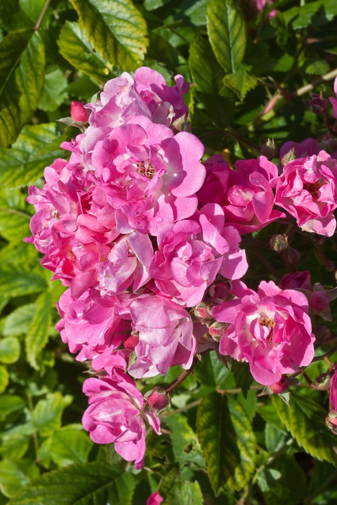 rose 'Belinda'