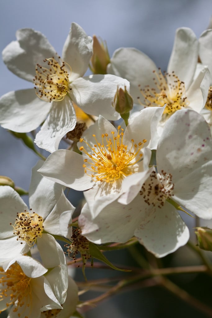 rose 'Sir Cedric Morris'