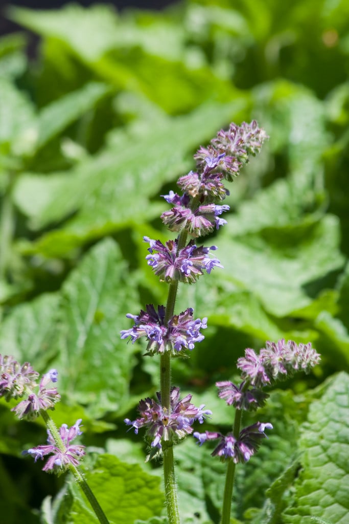 Salvia napifolia Turkish sage Herbaceous Perennial/RHS Gardening