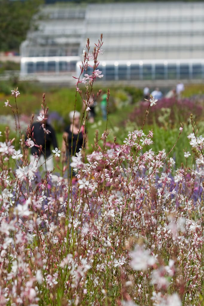 gaura 'Whirling Butterflies'
