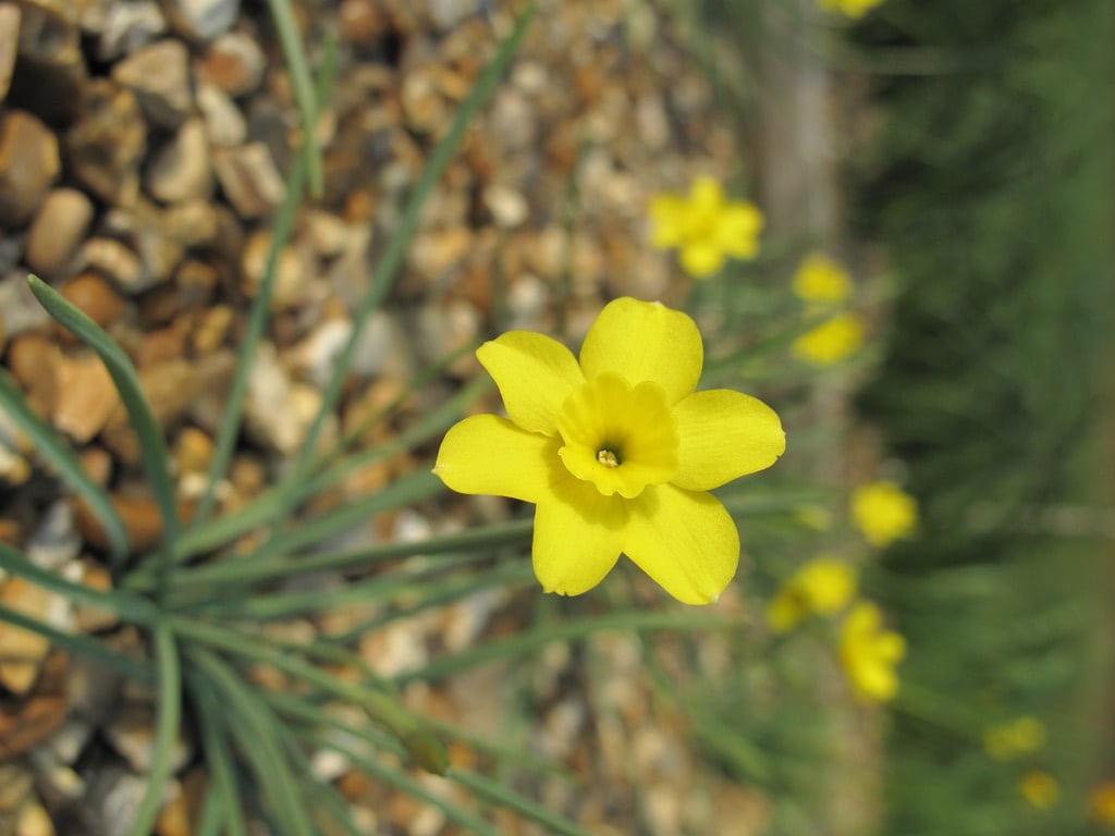 daffodil 'Yellow Pearl'