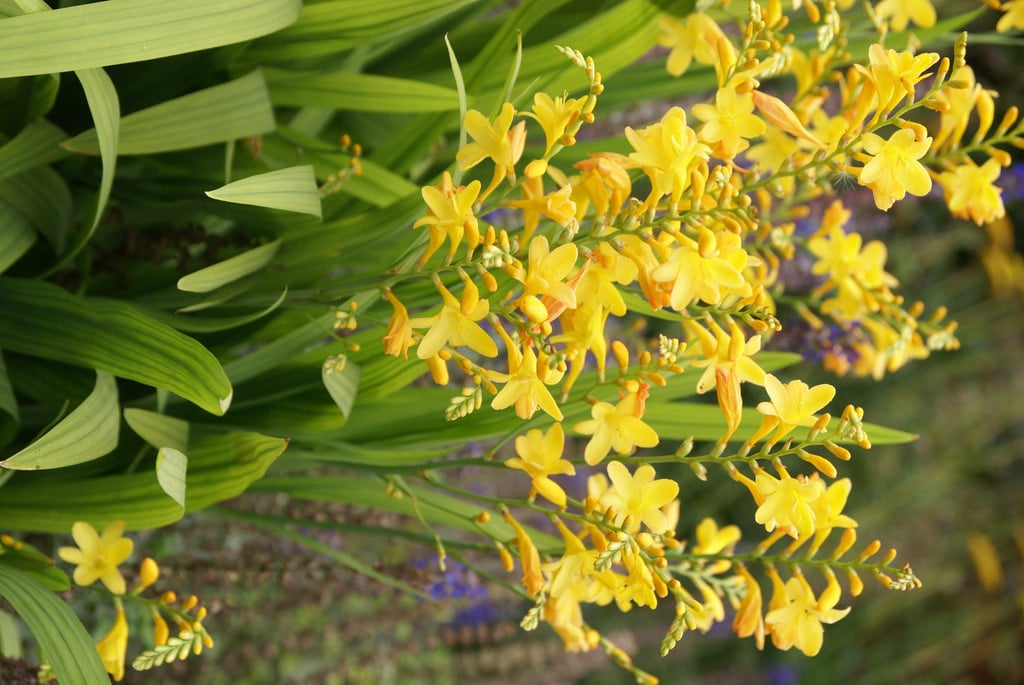 montbretia 'Sulphurea'