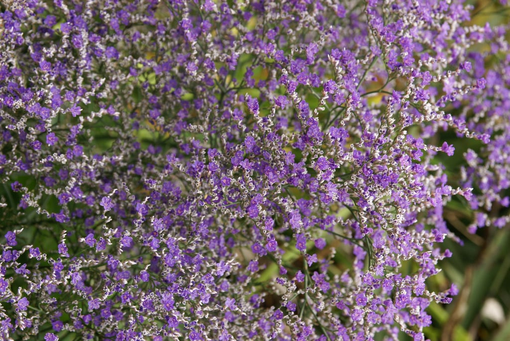 statice 'Violetta'