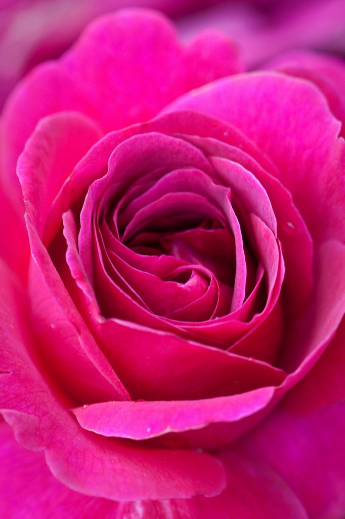 rose [William Shakespeare]