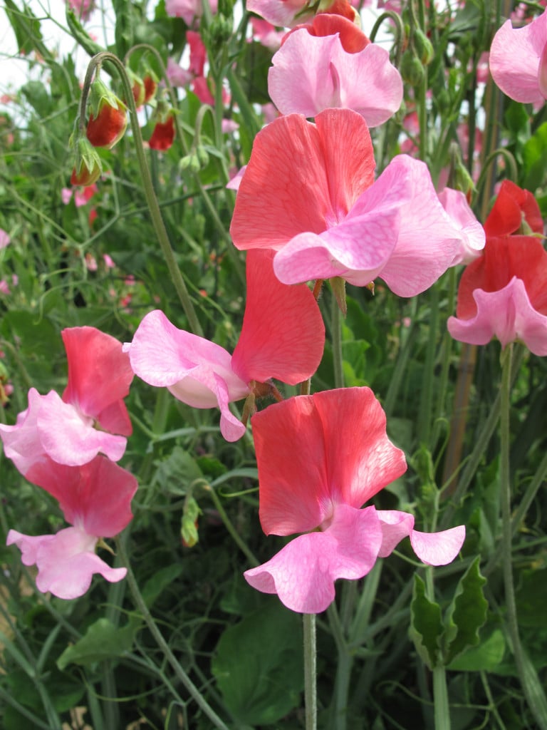 sweet pea 'Duo Salmon'