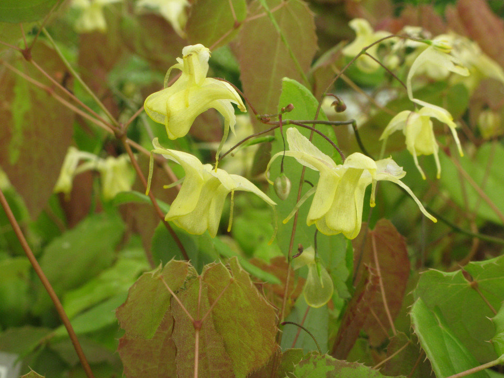 Epimedium &Flowers of Sulphur&PBR barrenwort &Flowers of Sulphur