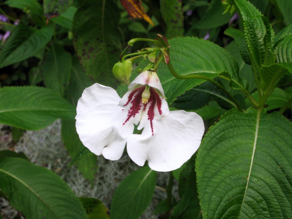 Impatiens tinctoria | dyers busy lizzie Herbaceous Perennial/RHS Gardening