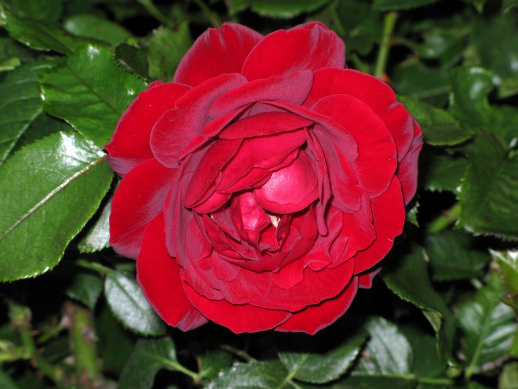 rose [Red Abundance]