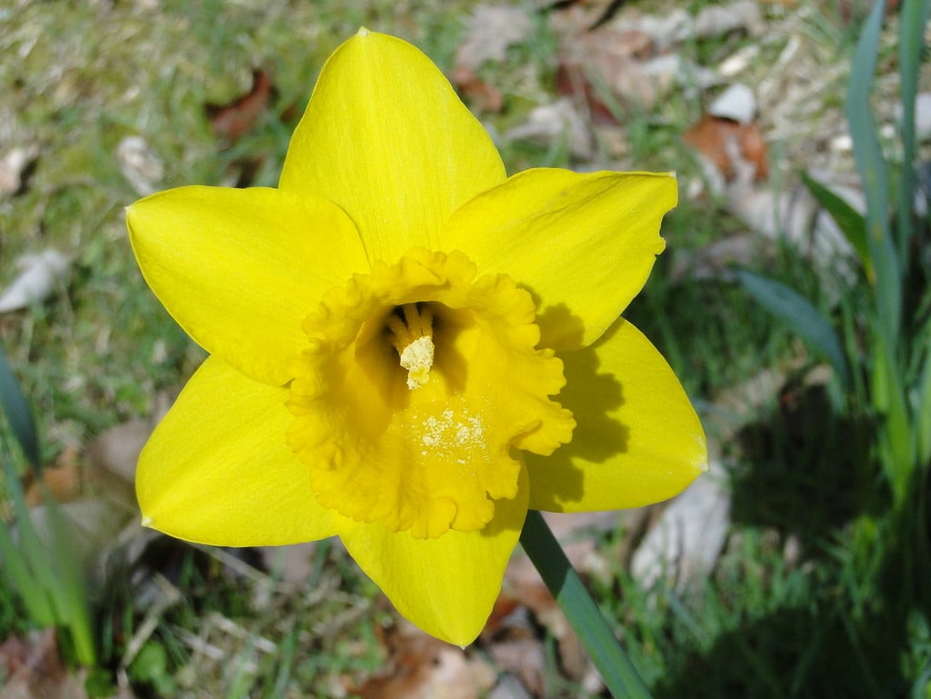 Narcissus &Saint Keverne& (2) daffodil &Saint Keverne& Bulbs/RHS
