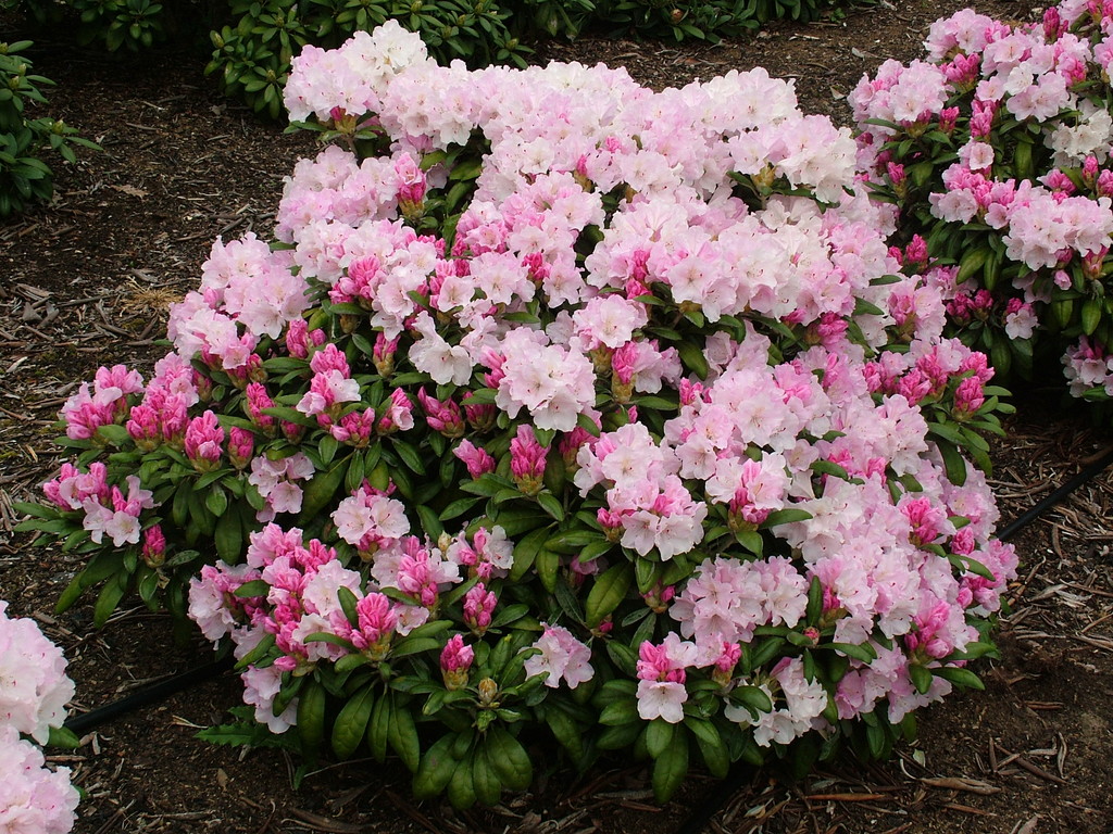 Rhododendron 'Crete' | rhododendron 'Crete'/RHS Gardening