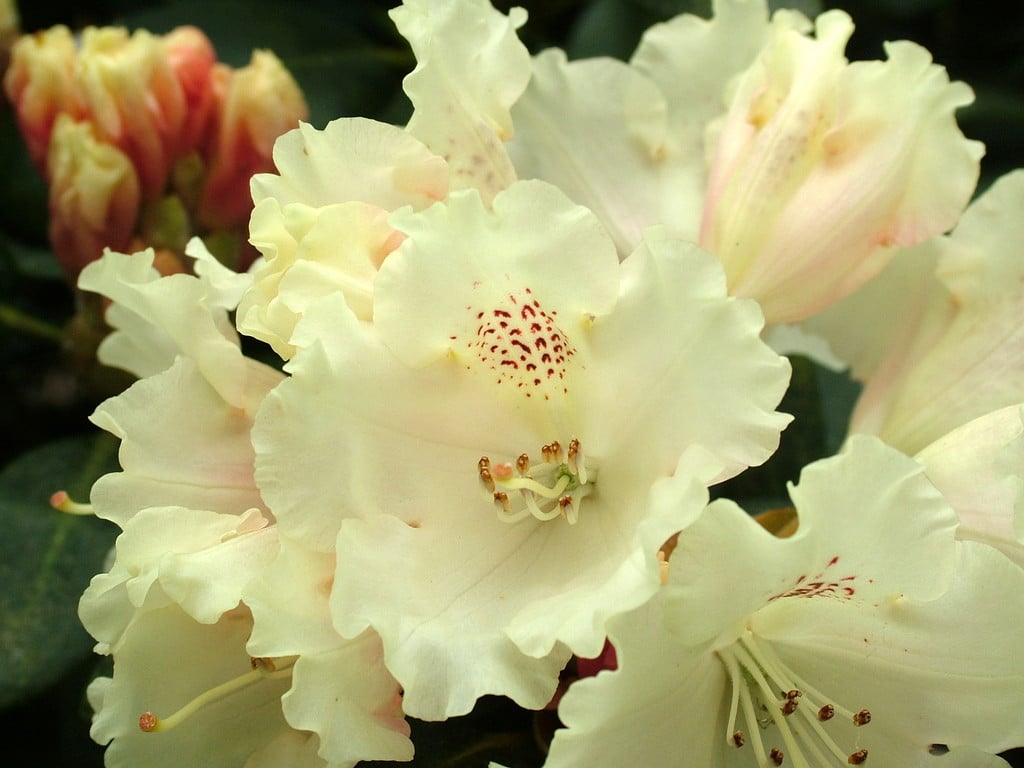 rhododendron 'Marietta'