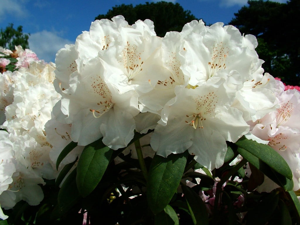 rhododendron 'Schneekrone'