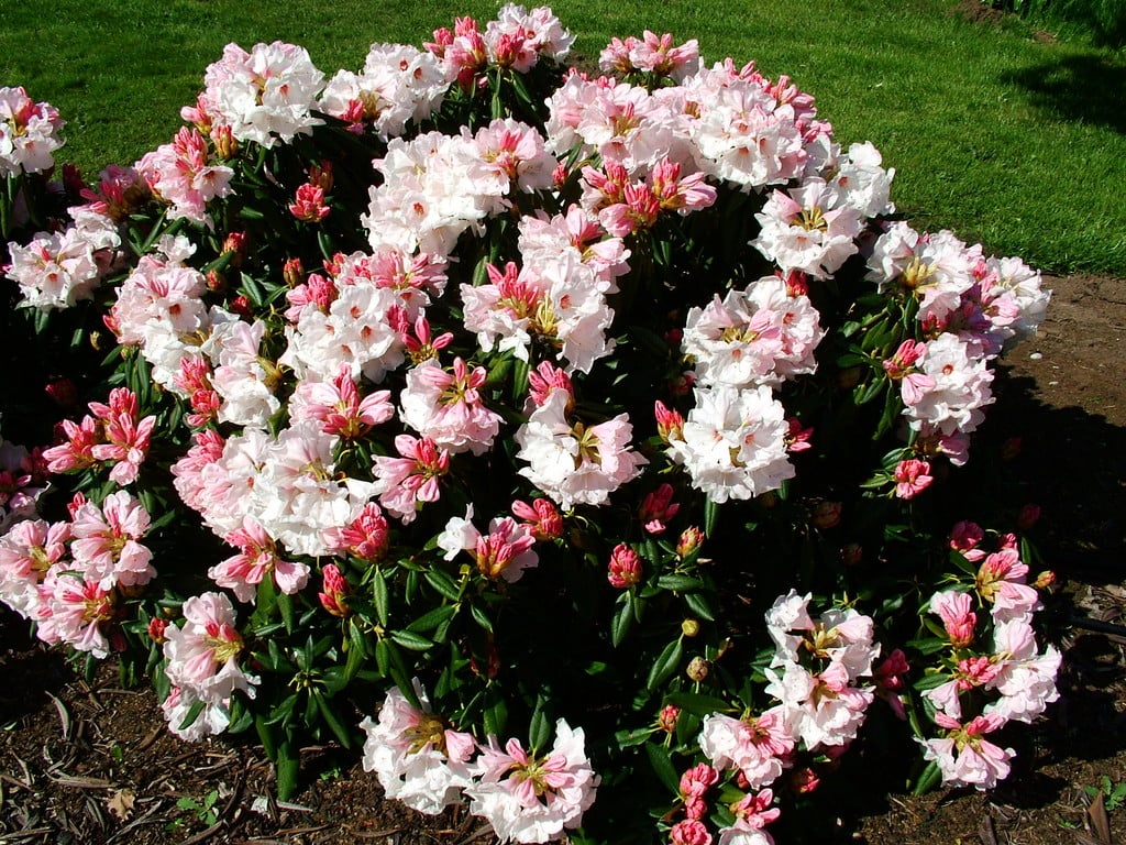 rhododendron 'Silver Jubilee'