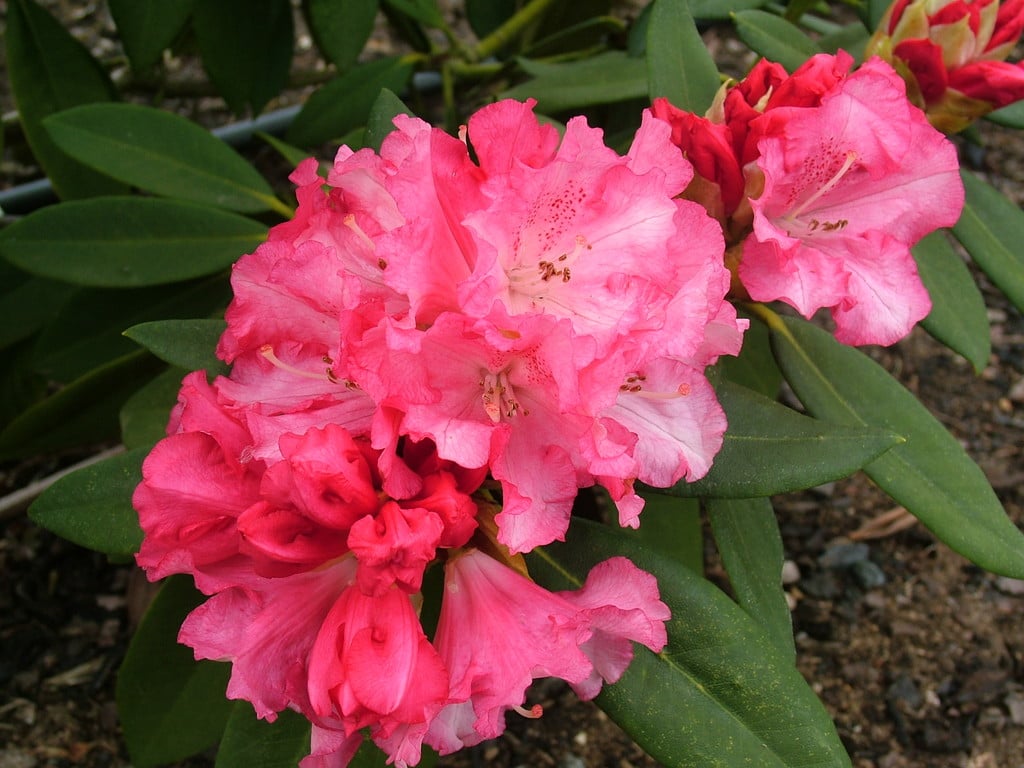 Rhododendron &Solidarity& | rhododendron &Solidarity& Shrubs/RHS