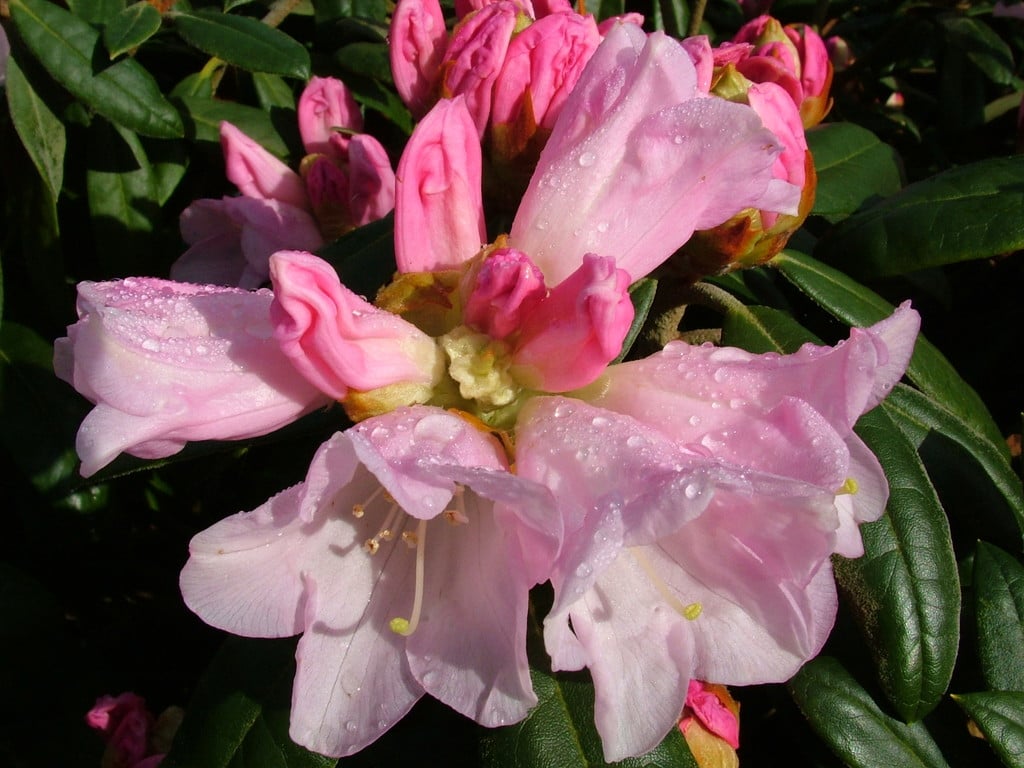 rhododendron 'Teddy Bear'