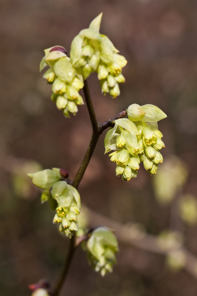 winter hazel