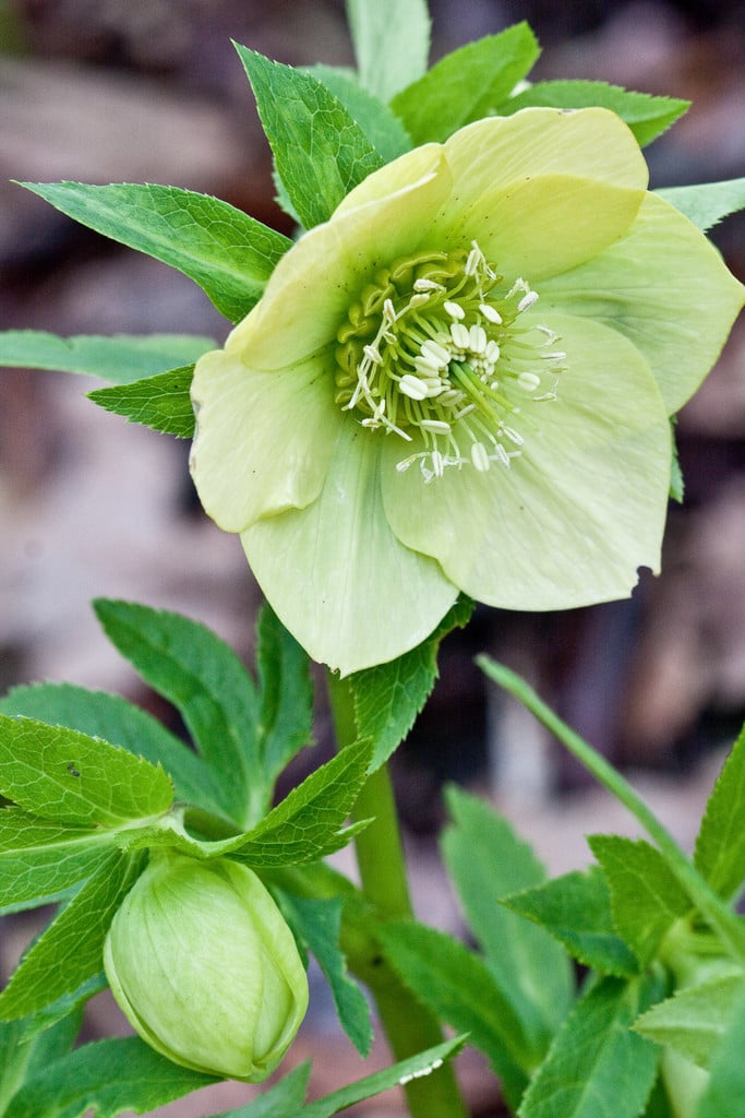 hellebore Ashwood Garden hybrids