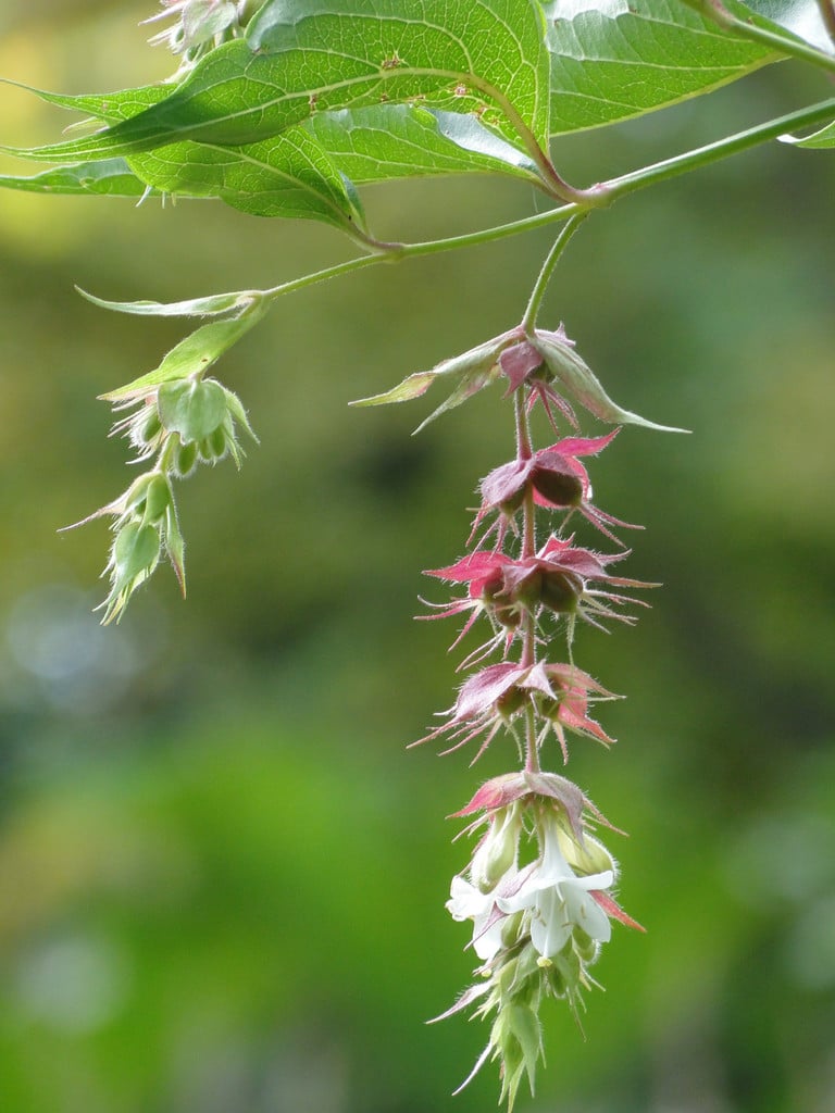 Leycesteria formosa | Himalayan honeysuckle/RHS Gardening