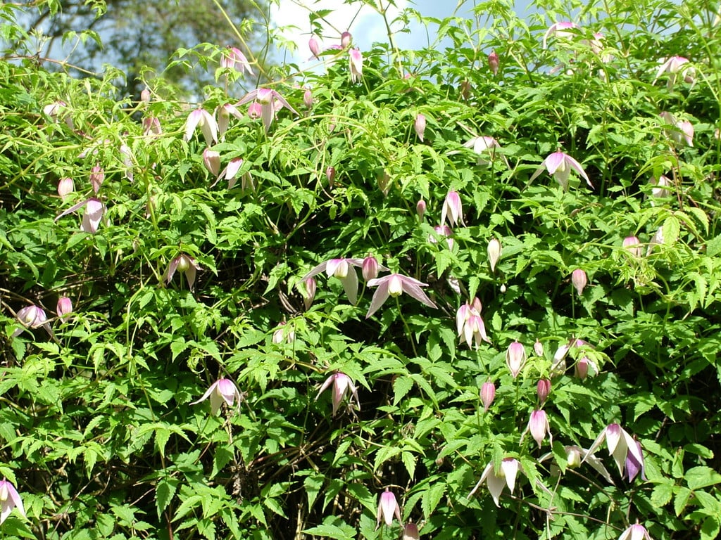clematis 'Willy'
