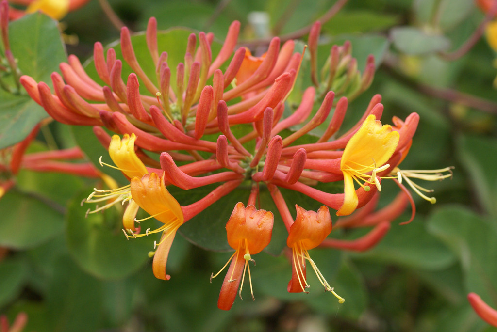 honeysuckle 'Mandarin'