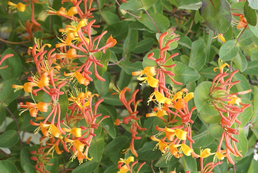 honeysuckle 'Mandarin'