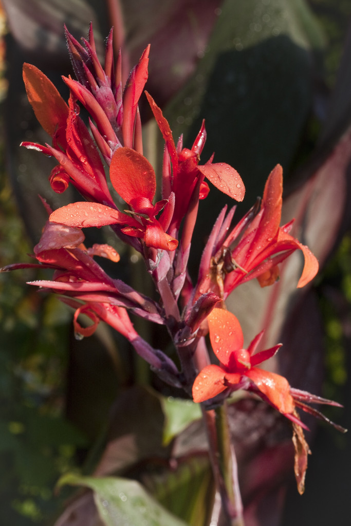 canna 'Purpurea'