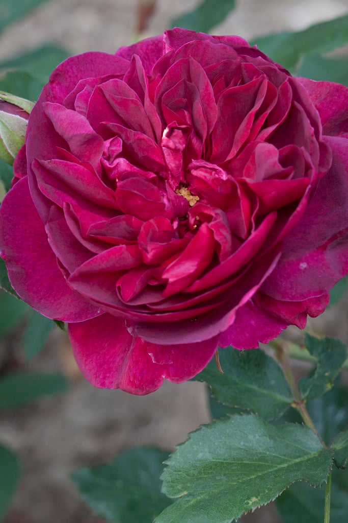 Rosa [Munstead Wood] = 'Ausbernard' (PBR) (S) | rose [Munstead Wood